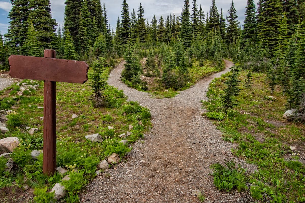 A forking trail through an evergreen forest with a wooden directional sign